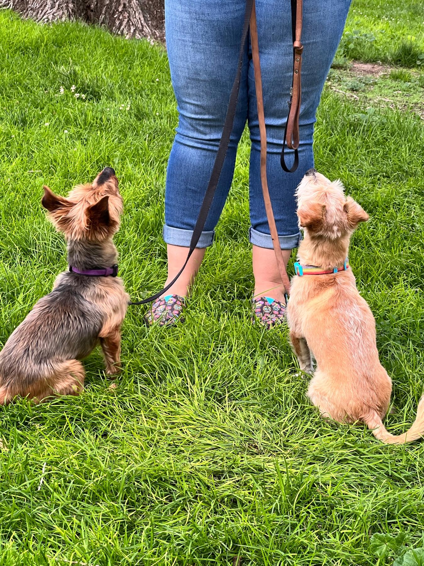 ABQ Bark University — dog trainer in Albuquerque, NM