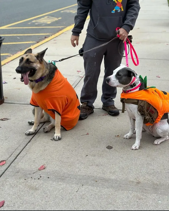 A1DogTraining