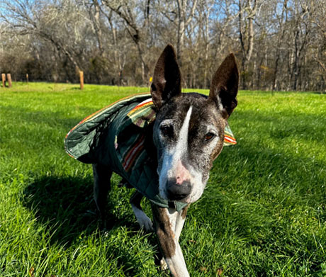 Texas VIP Dog Training