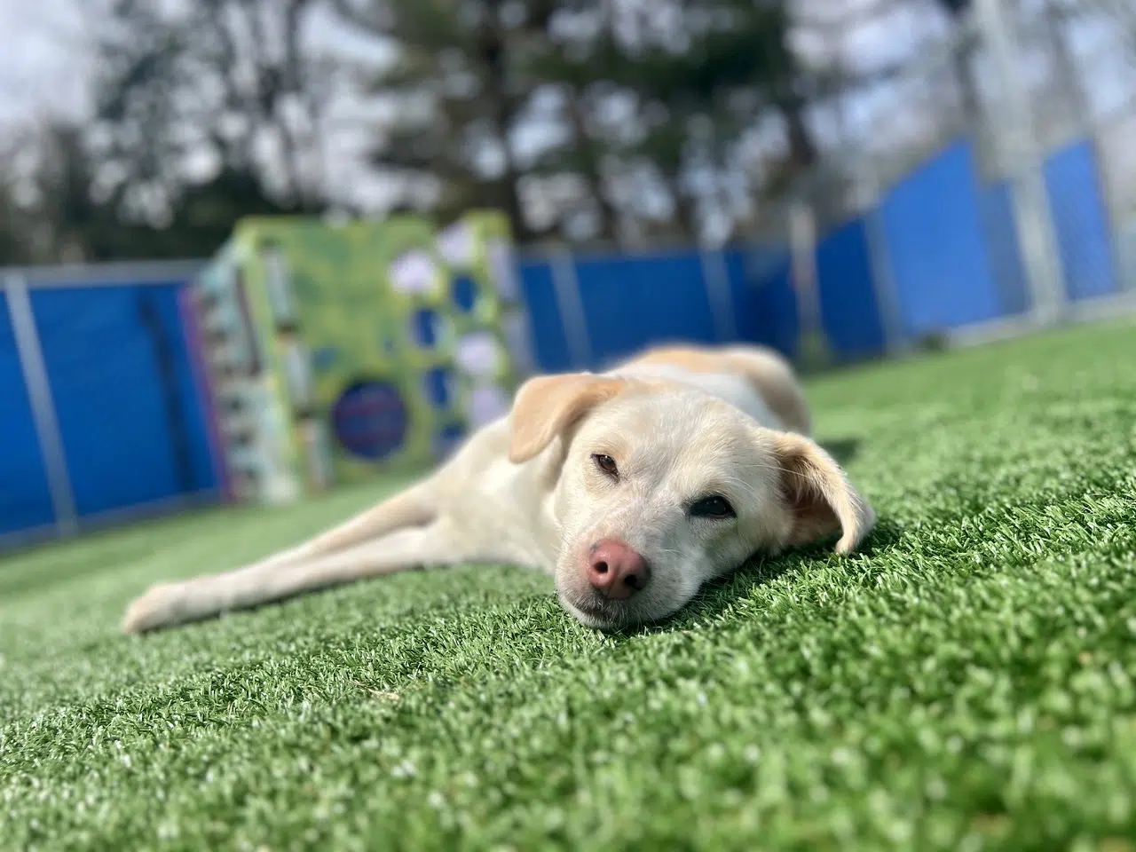 All Dogs Gym & Inn