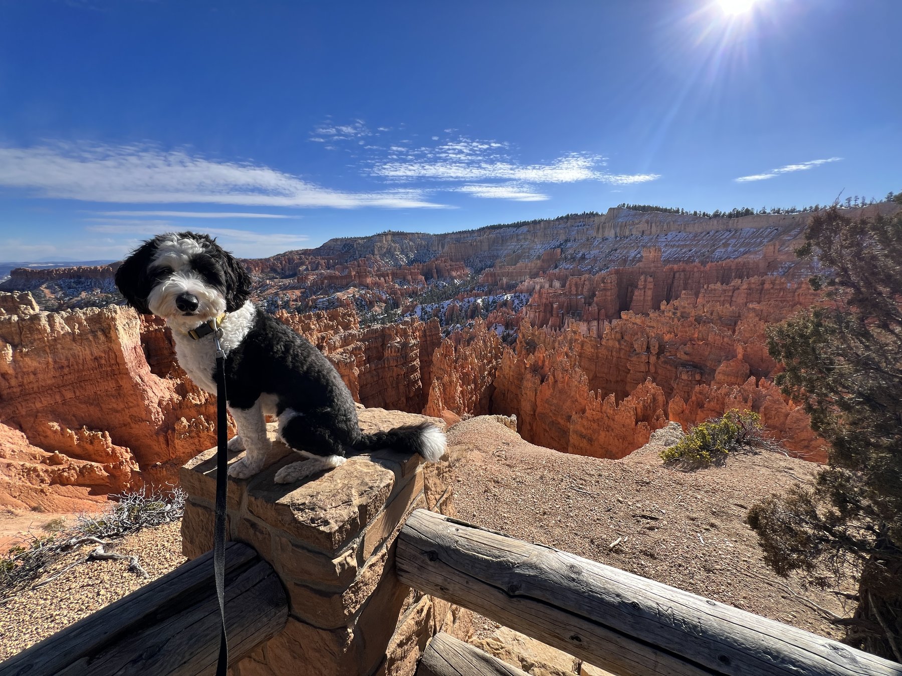 Heart’s Content Dog Training