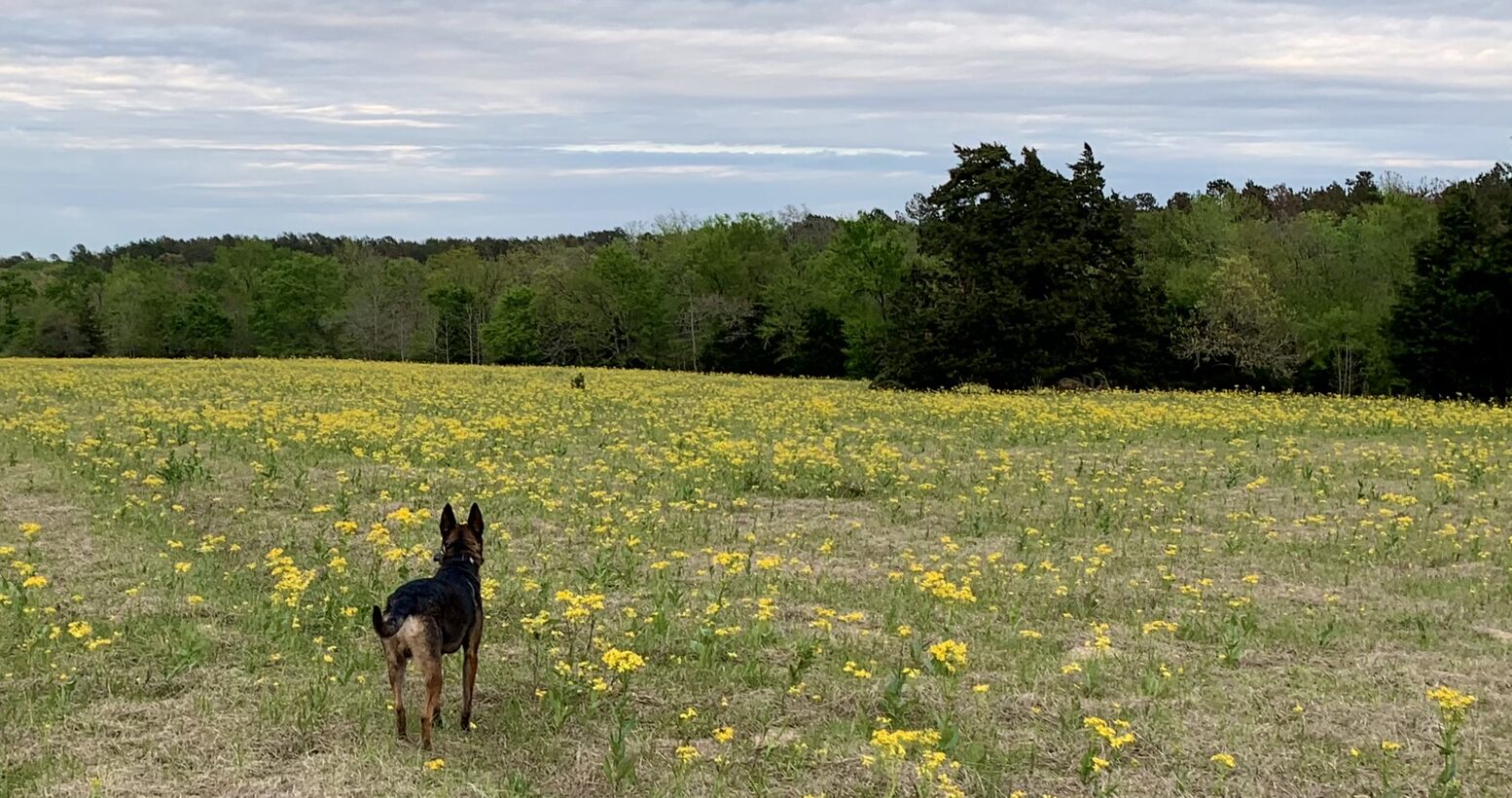 Focused K9