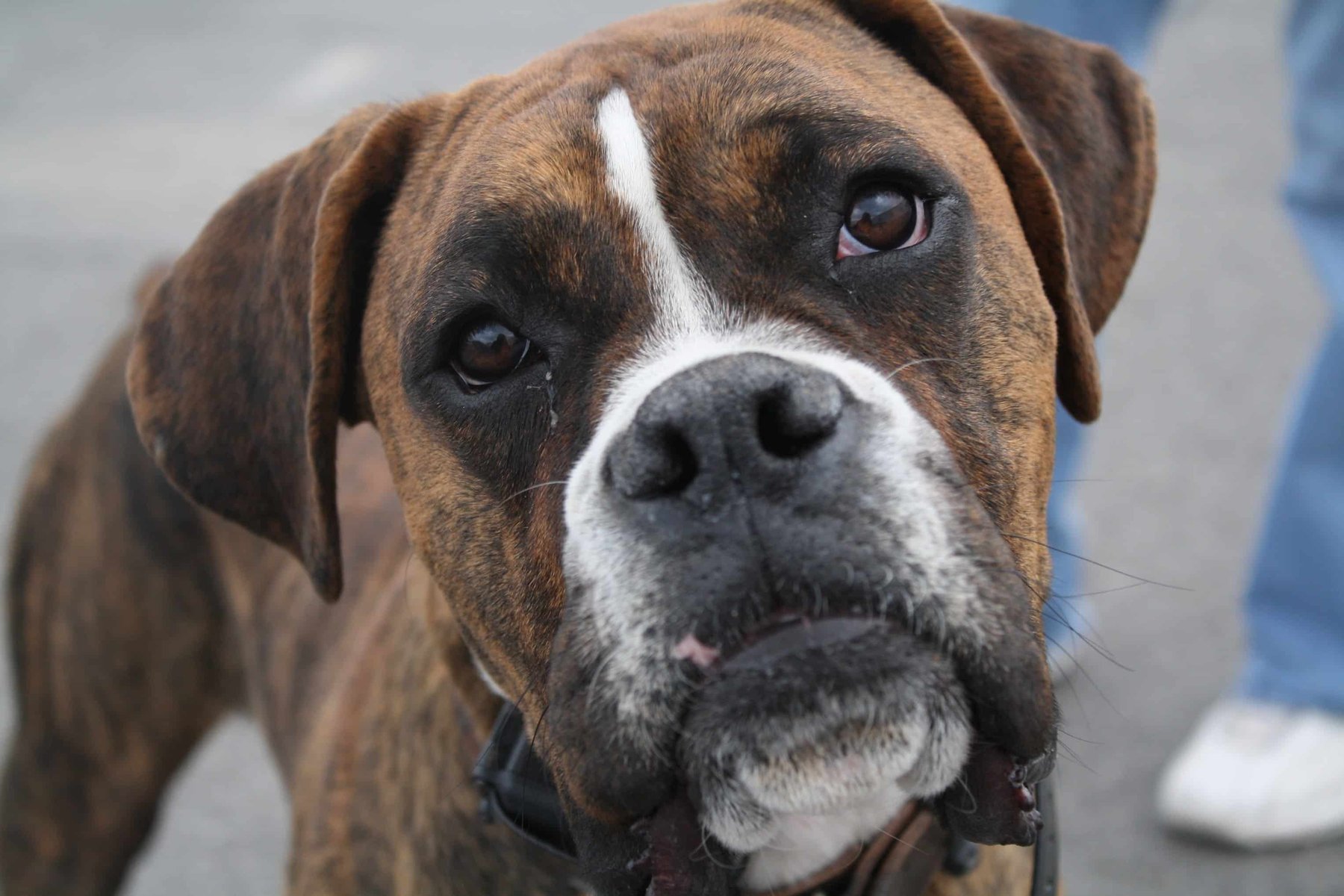 Sit Means Sit Dog Training – Fort Worth & Metroplex West