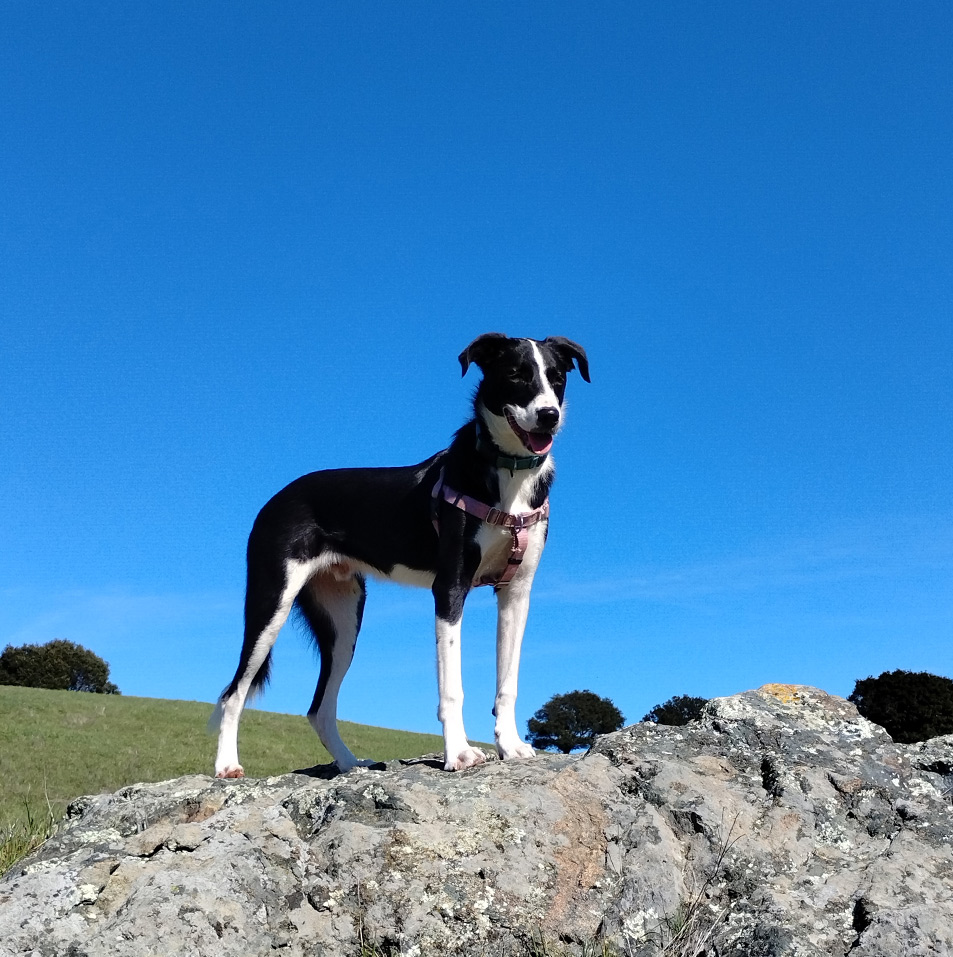 Holistic Dog Training