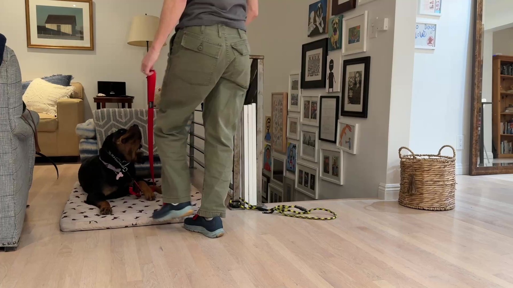 Boo Dogs Training