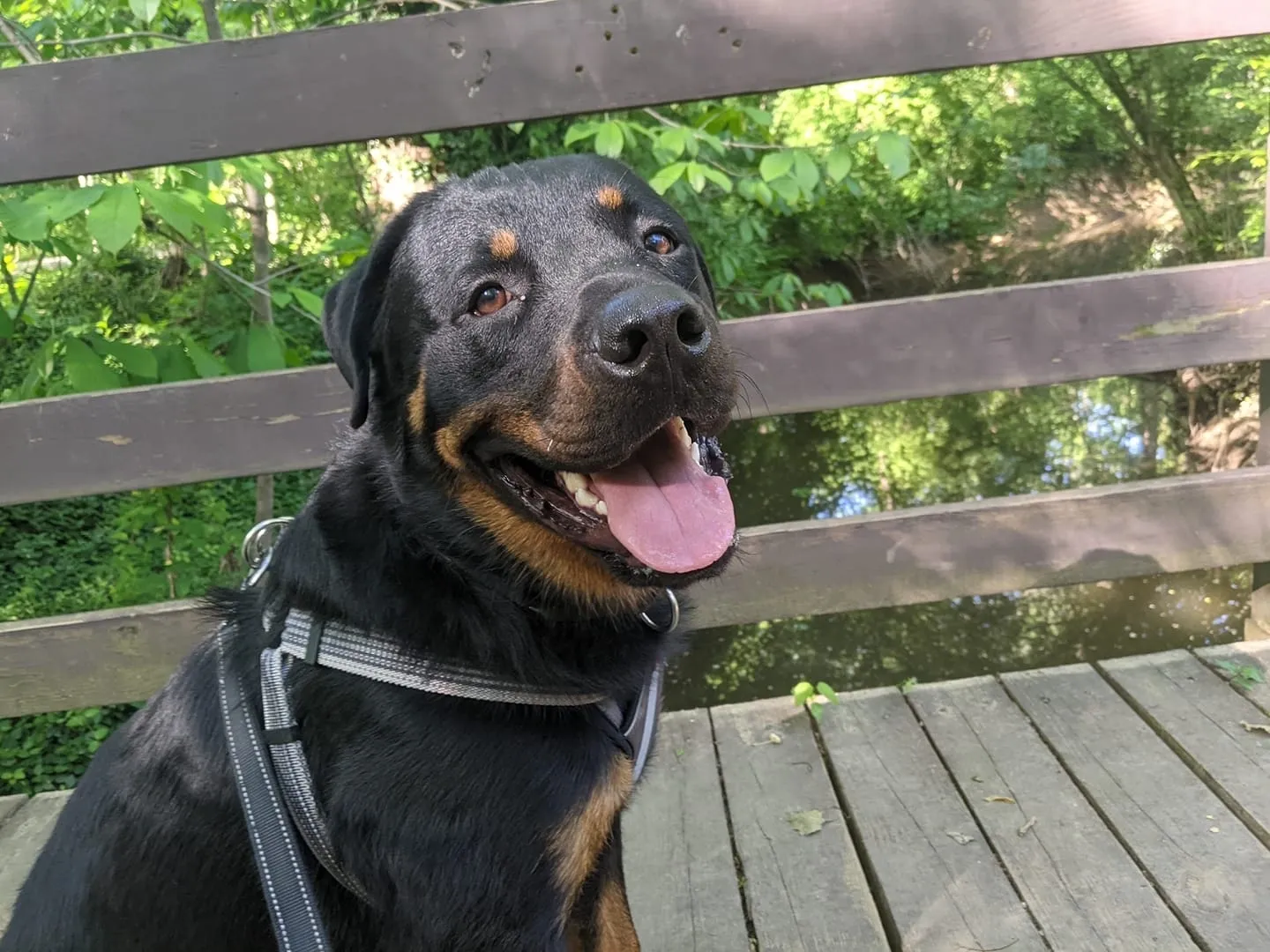 Clever Canine RVA Dog Training