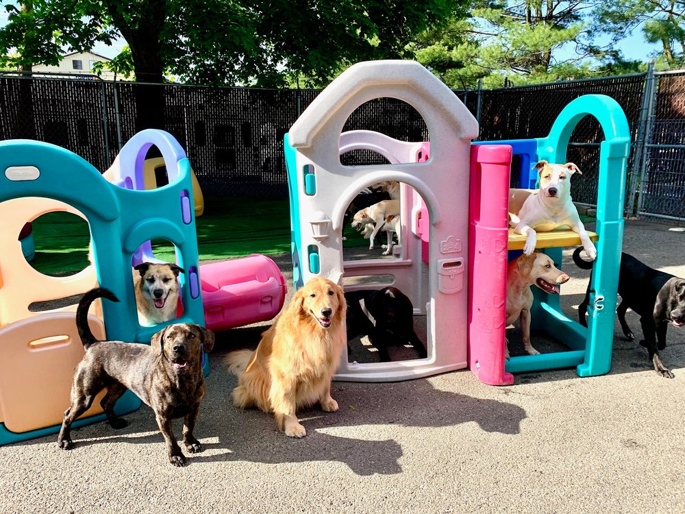 The Barking Lot