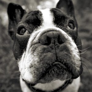 Livewithyourdog