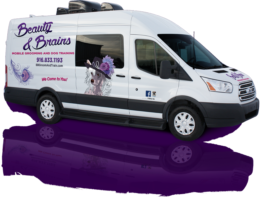 Beauty & Brains Mobile Grooming and Dog Training