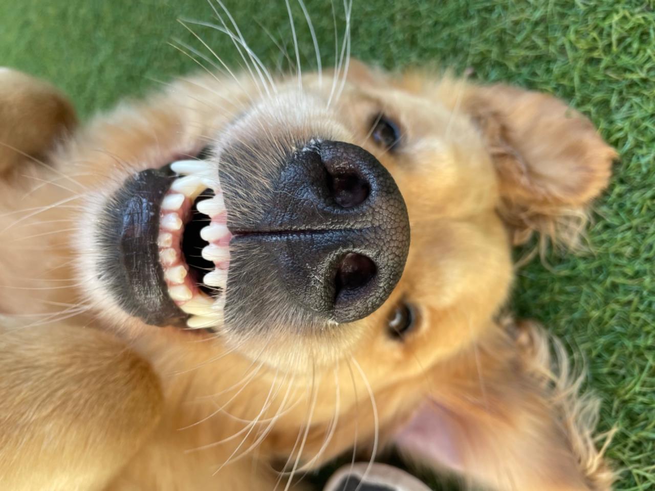 Greater Boston Dog Kennel — dog trainer in Brockton, MA