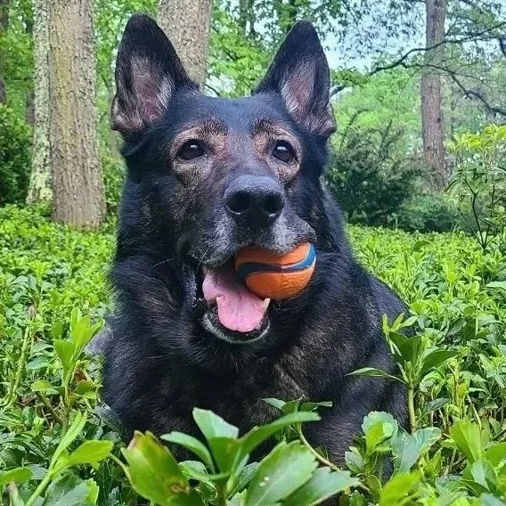 Alpha & Omega Working Dogs – Dog Training