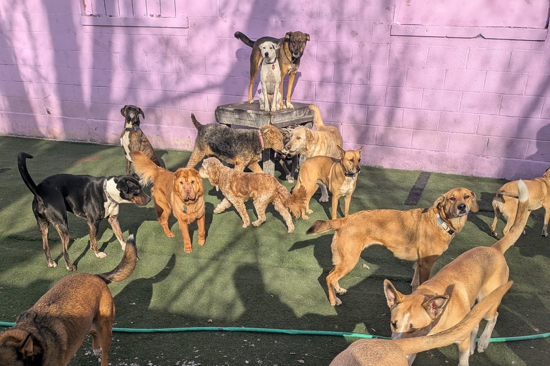 Dawg House Daycare and Boarding