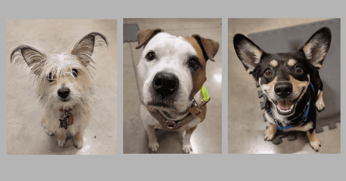 Trajectory Dog Training — dog trainer in Melbourne, FL