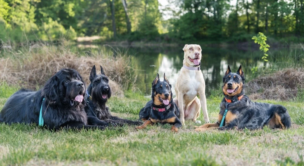 Nelly’s Canine Training