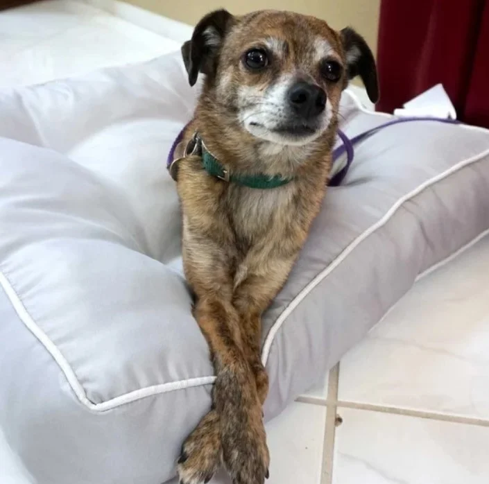 CORE Dog Training