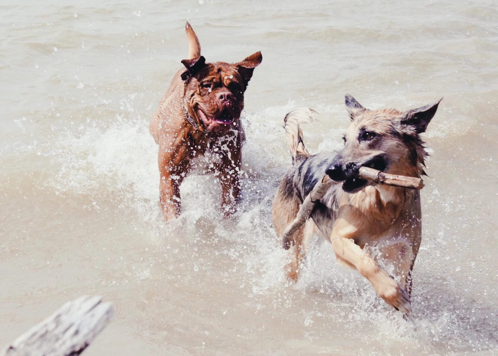 Lakeside Paws — dog trainer in Frisco, TX