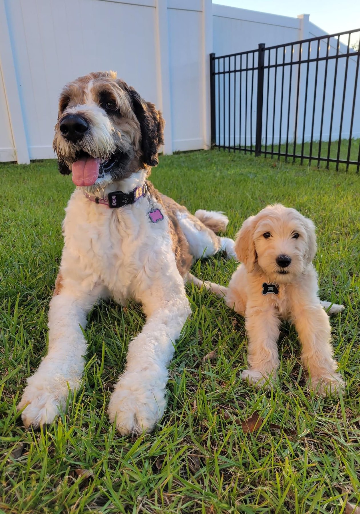 Dog Savvy Dog Training — dog trainer in Round Rock, TX