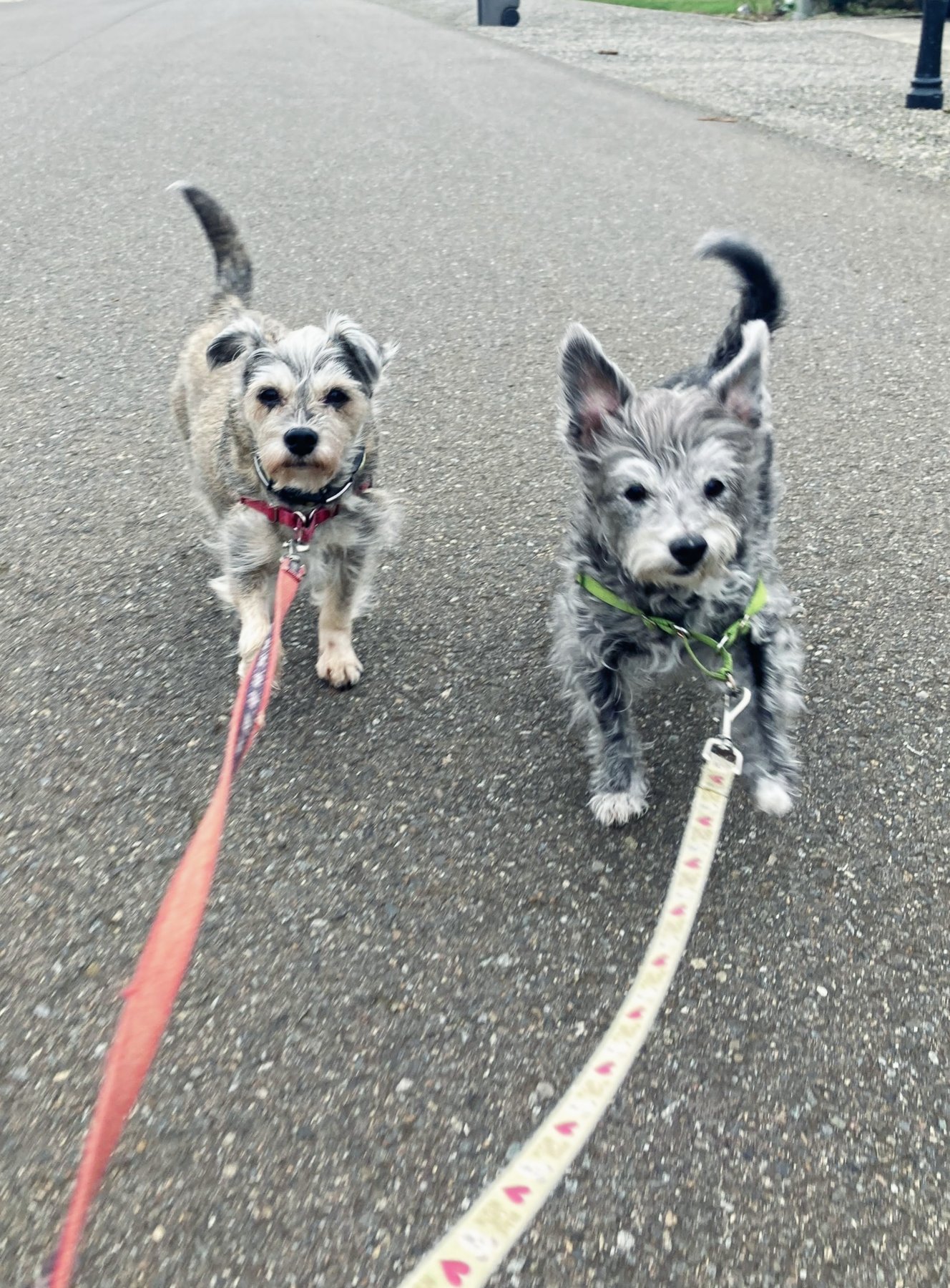 Fenzy’s Community Pet Care