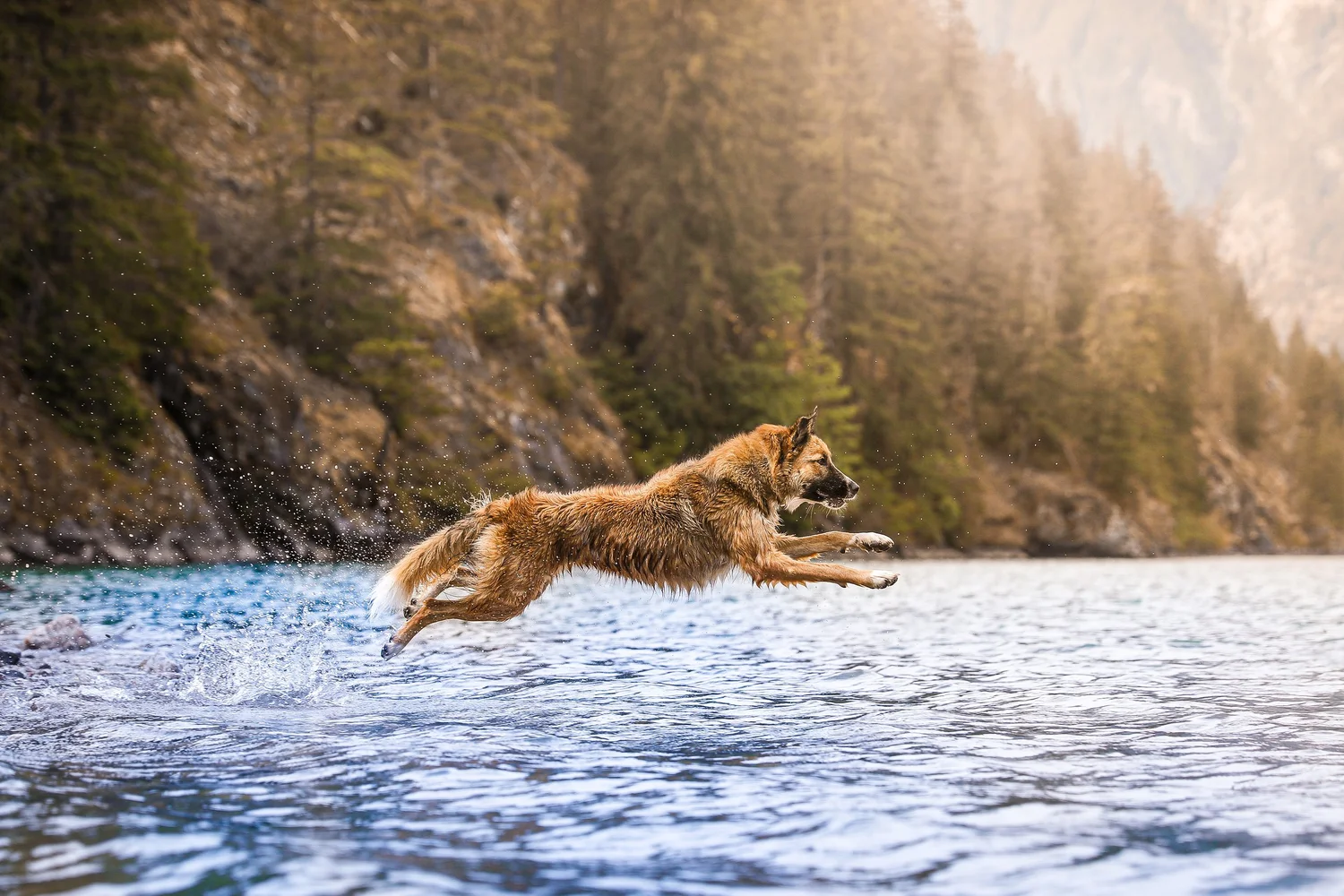 Peak Performance Dog Training — dog trainer in Bellingham, WA