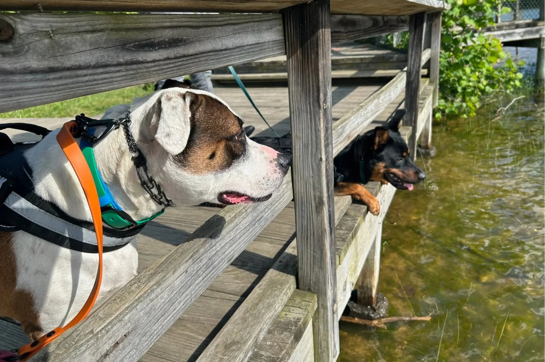K9netic Pack