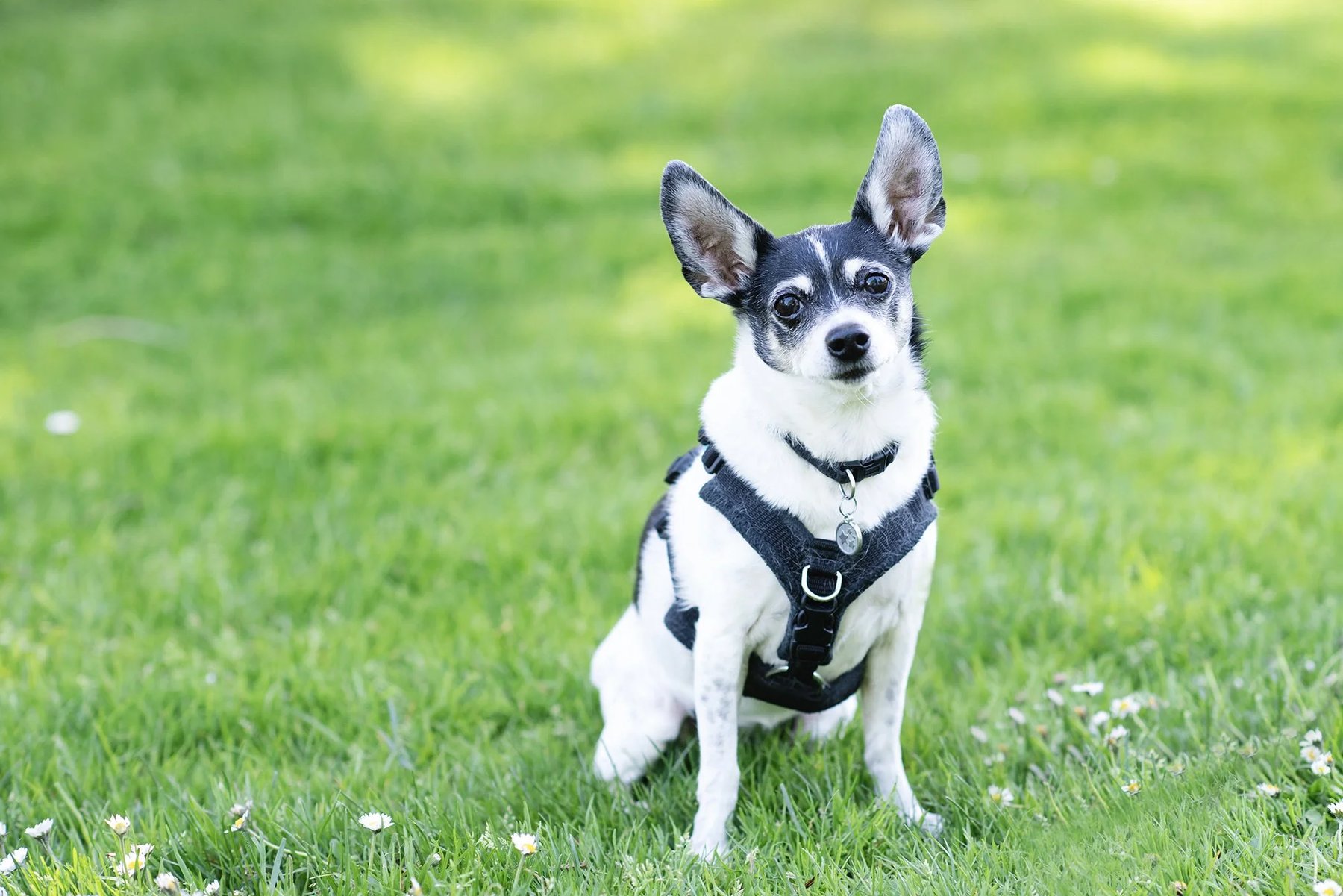 Cascade Canine - Dog Training & Behavior — dog trainer in Tacoma, WA