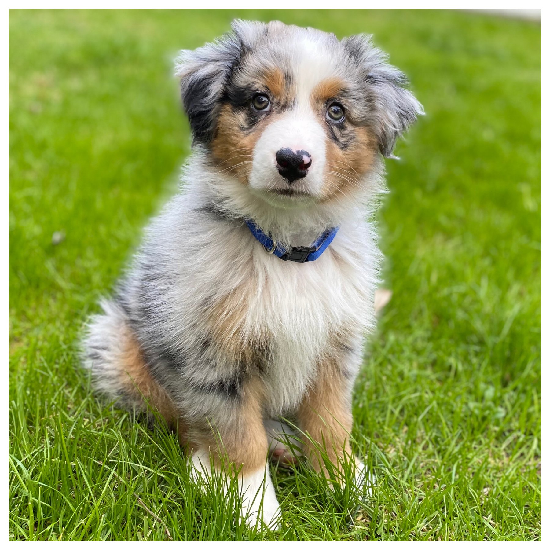 Mission Pawsitive Dog Training