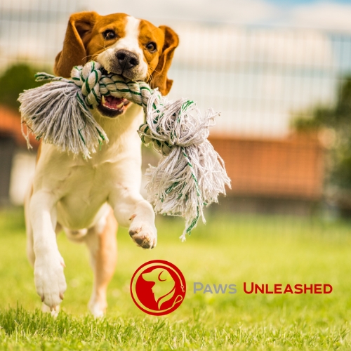 Paws Unleashed USA Dog Training & Boarding Center
