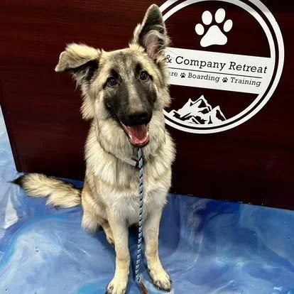 K9 & Company Retreat