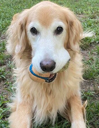 Secret Lake Dog Training, LLC