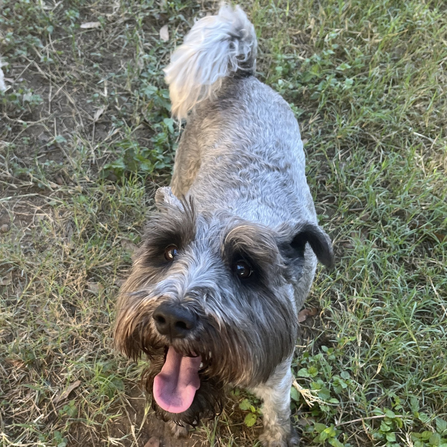 Cozy Casita de Pets — dog trainer in San Antonio, TX