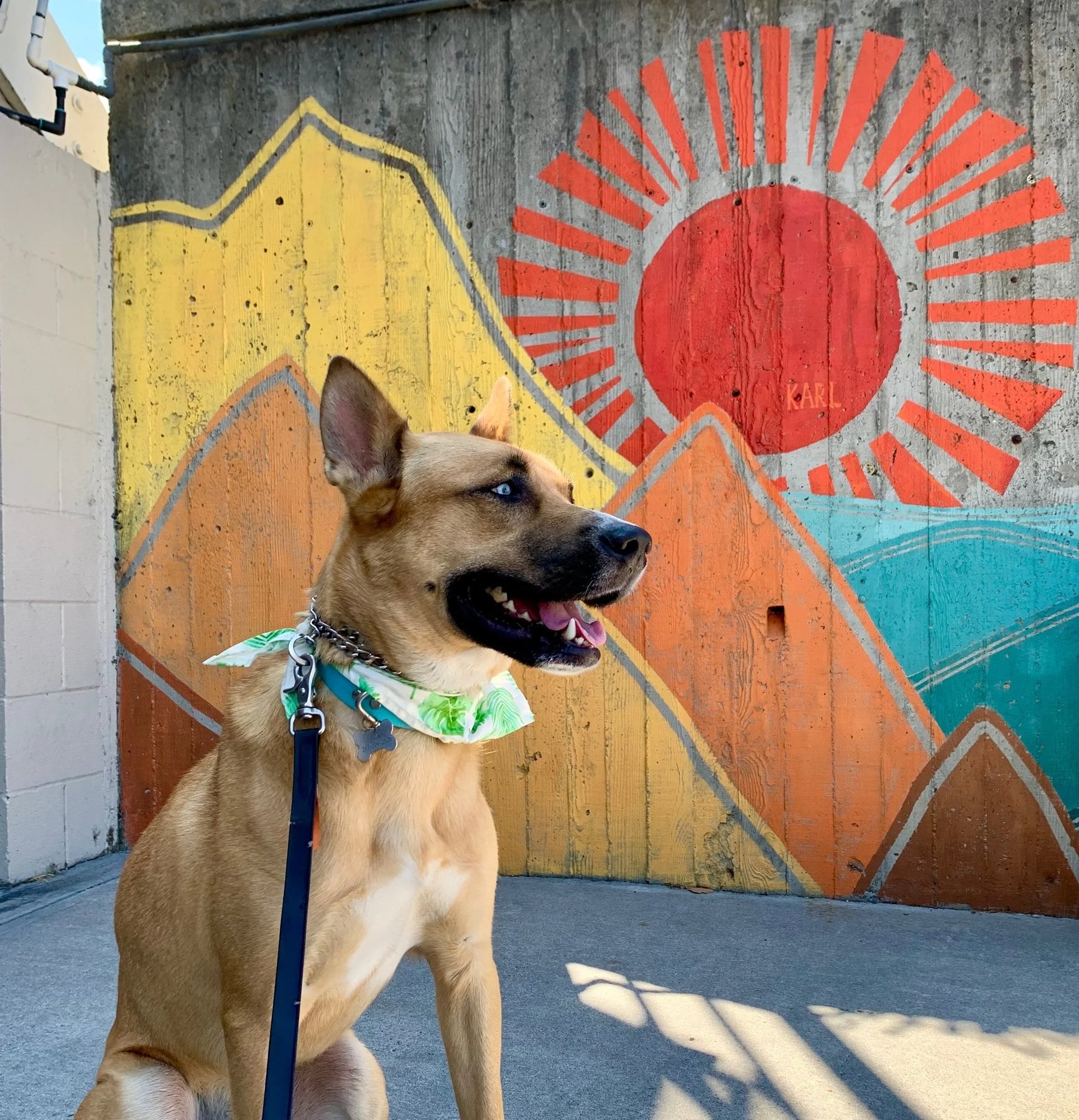 Peace Pups Dog Training