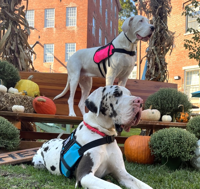 Northeast Canine