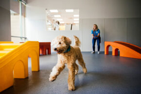 Dogtopia of Boise-Greenbelt — dog trainer in Boise, ID