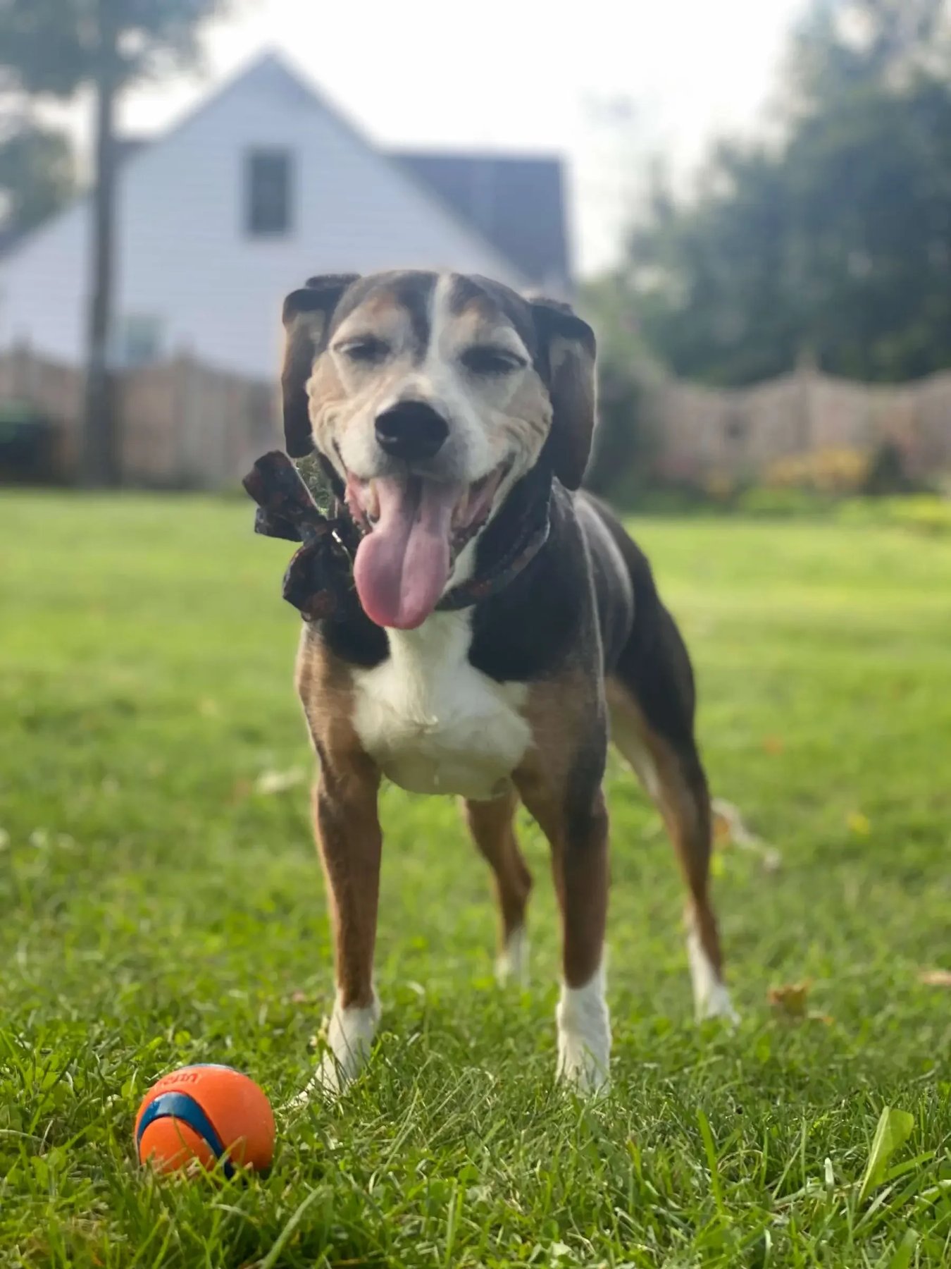 Little Wolf Dog Training — dog trainer in Jersey City, NJ