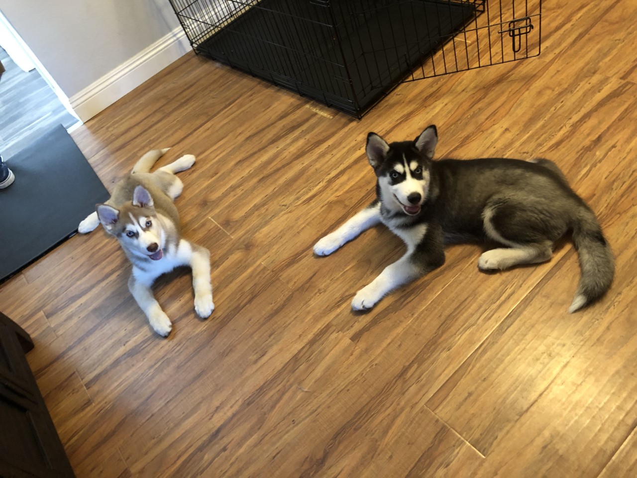 Pure Canine Training