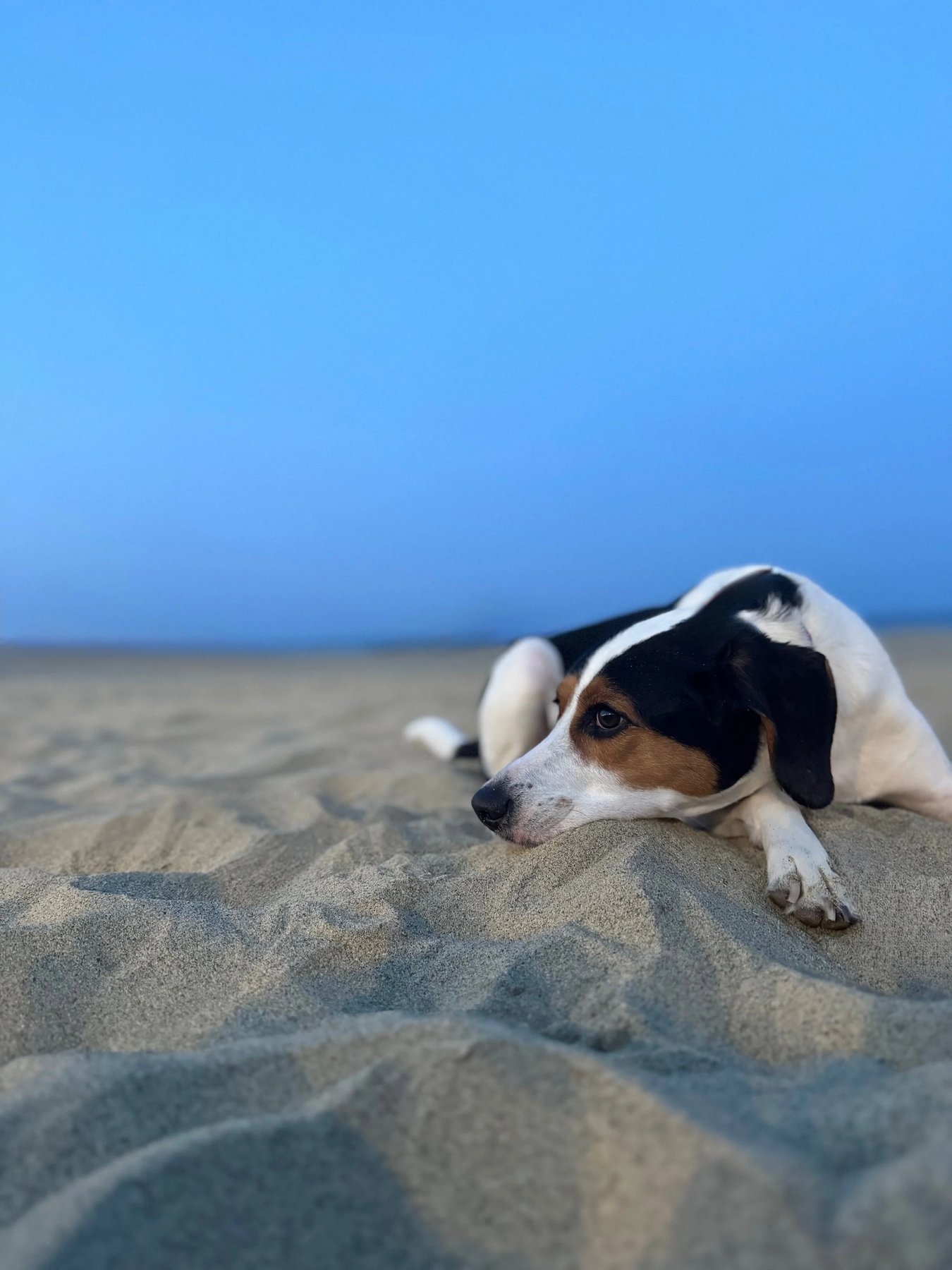 Canine Karma Training NJ — dog trainer in Red Bank, NJ