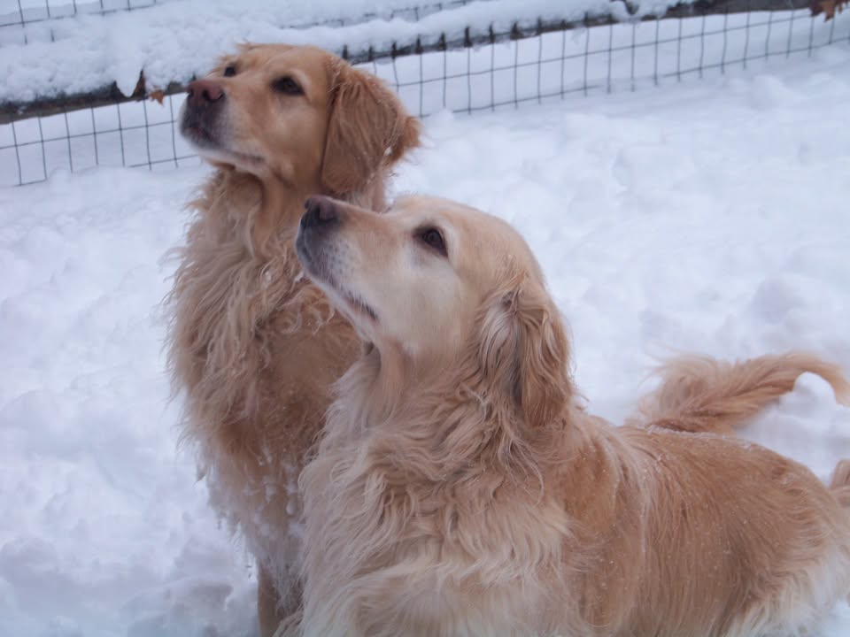 North Star Dog Training School