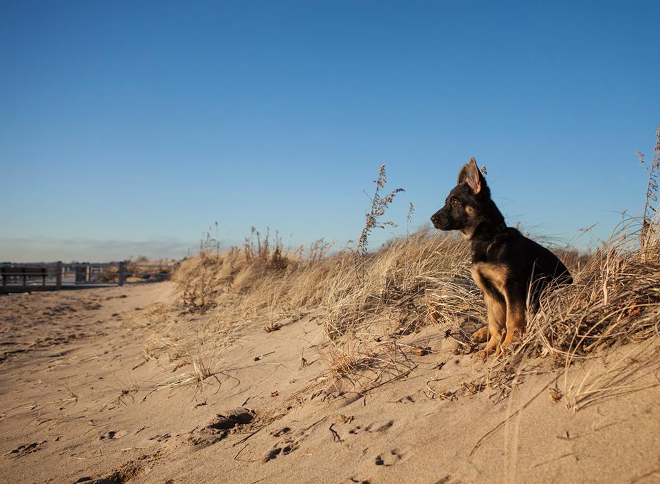 Polite Paws — dog trainer in New Haven, CT