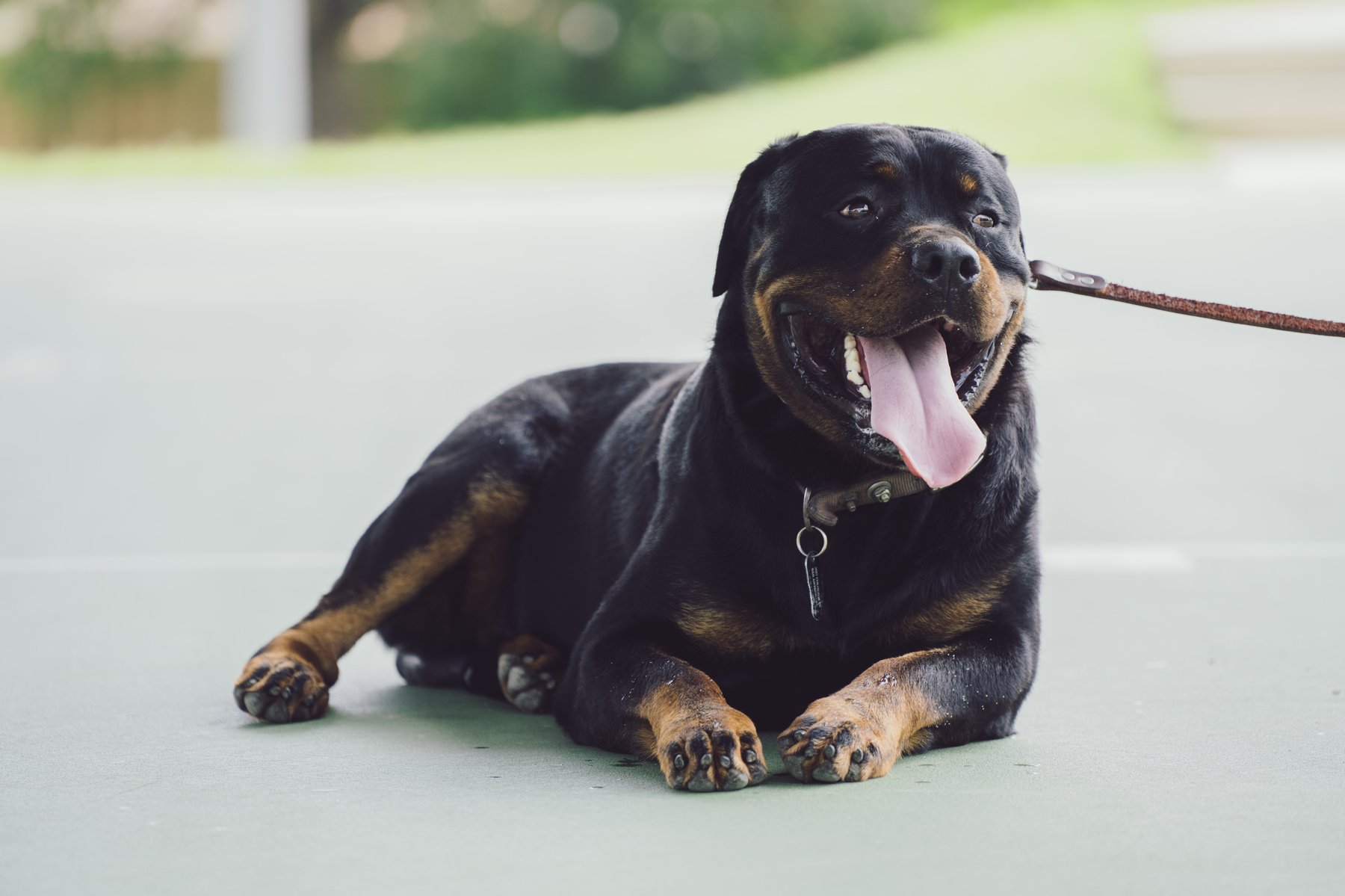 Black Anchor K9