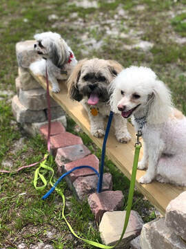 Hold'n On Dog Training — dog trainer in Ocala, FL