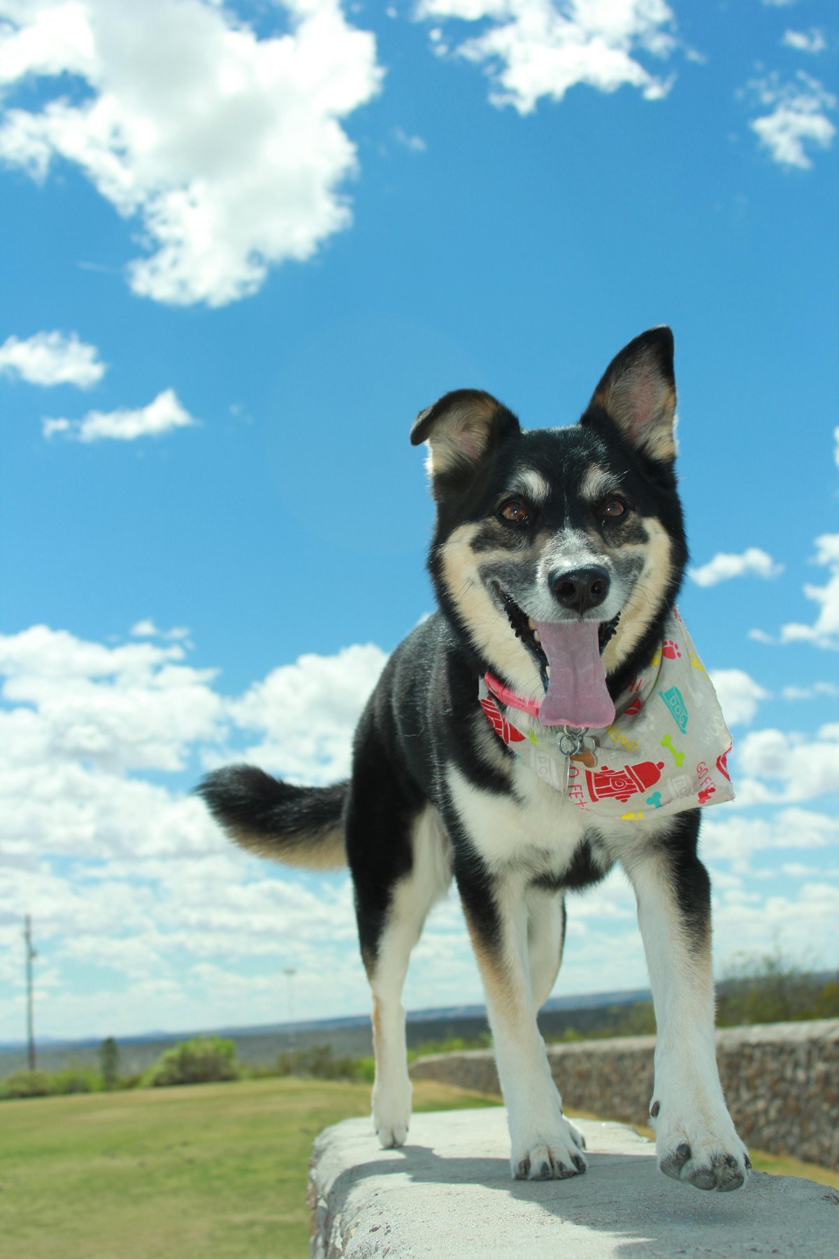Cloud K-9 Dog Training Services