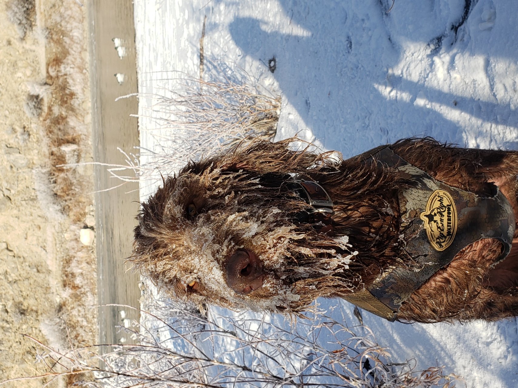 HorseThief Kennels