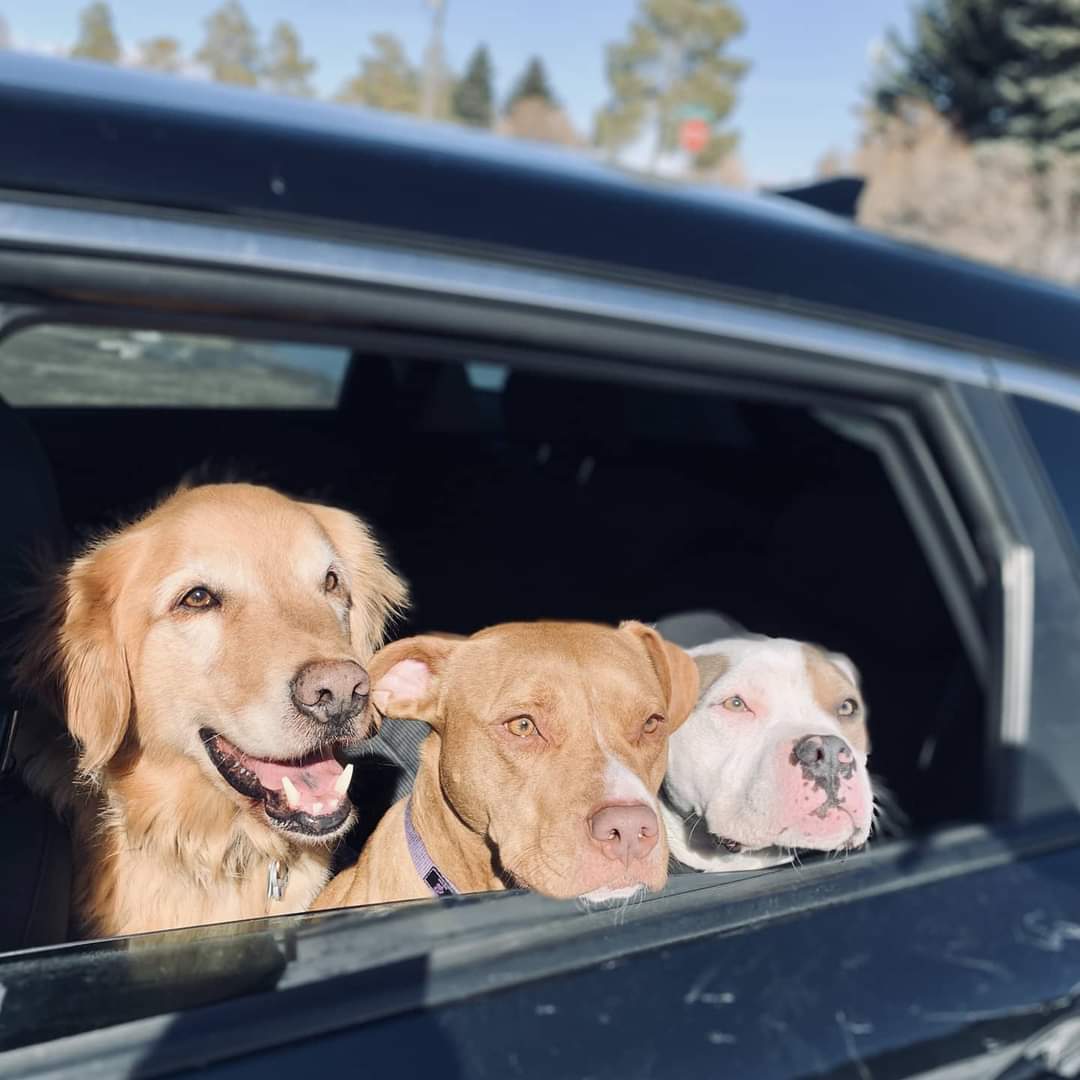 Spot On Dog Training