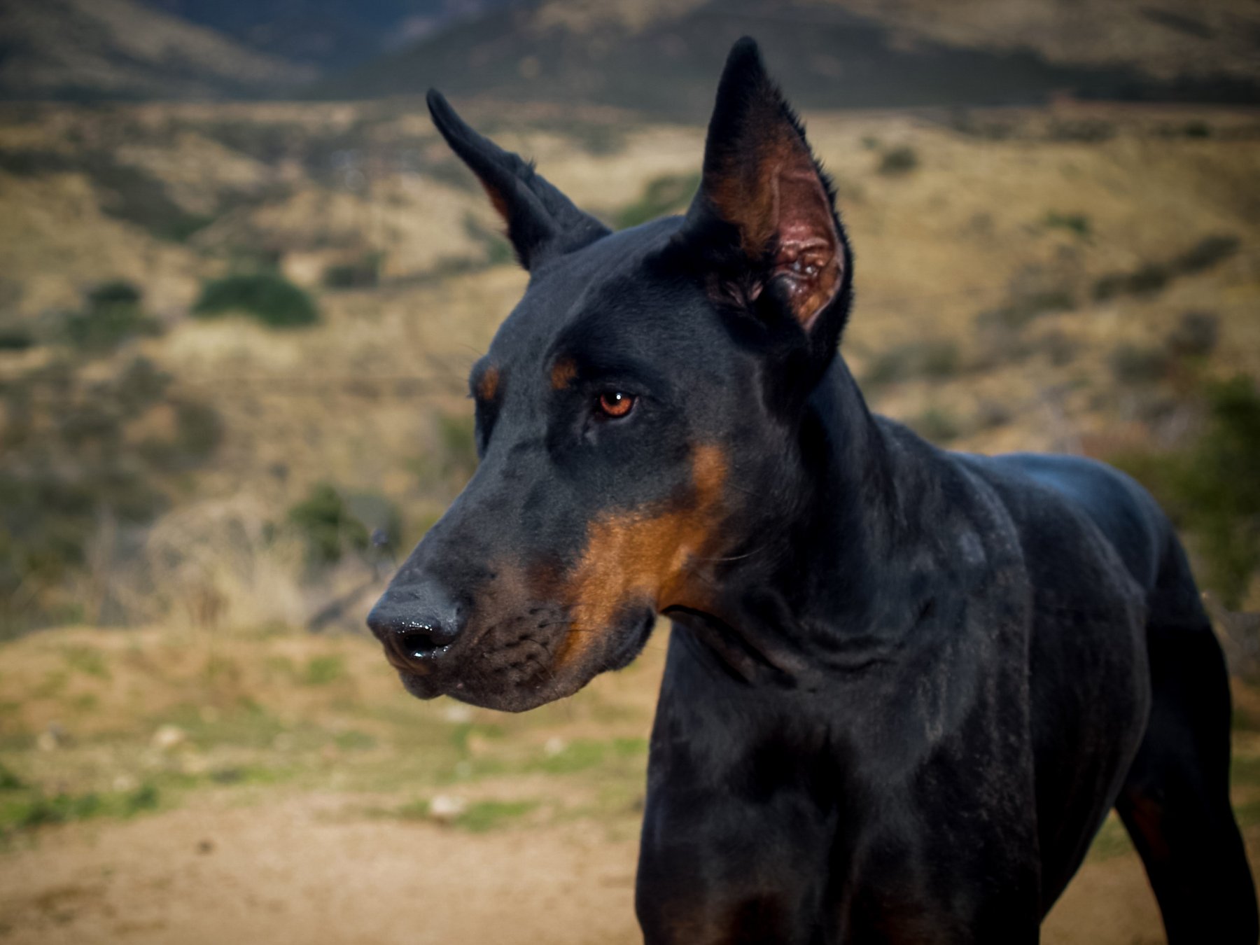 Vega Pet Enterprise