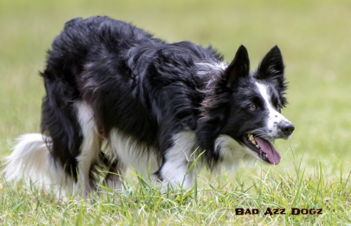 Asher Dell Farm — dog trainer in Melbourne, FL