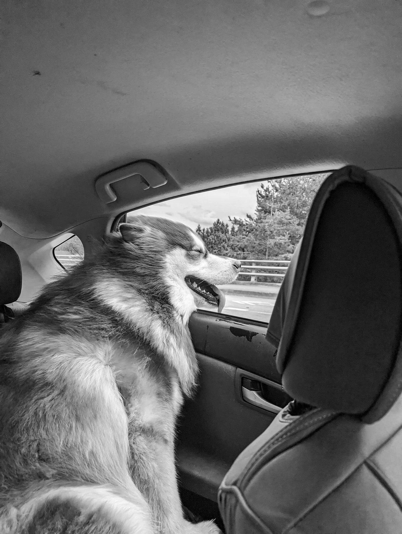 Dog Basics PDX