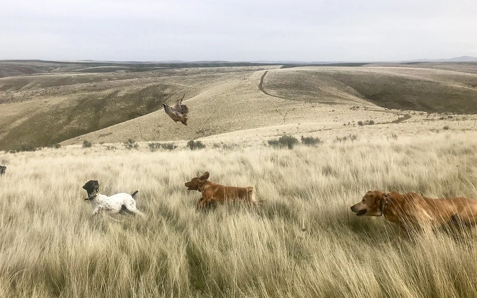 Central Oregon Sporting Dog