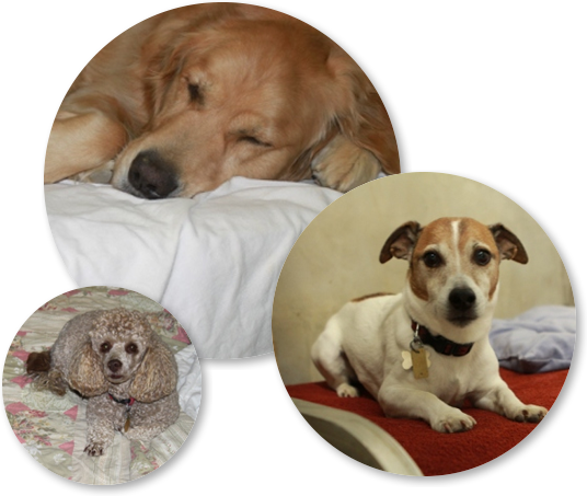 Four Paws Playground– Doggie Daycare, Crateless Boarding, Puppy Wednesday and Training