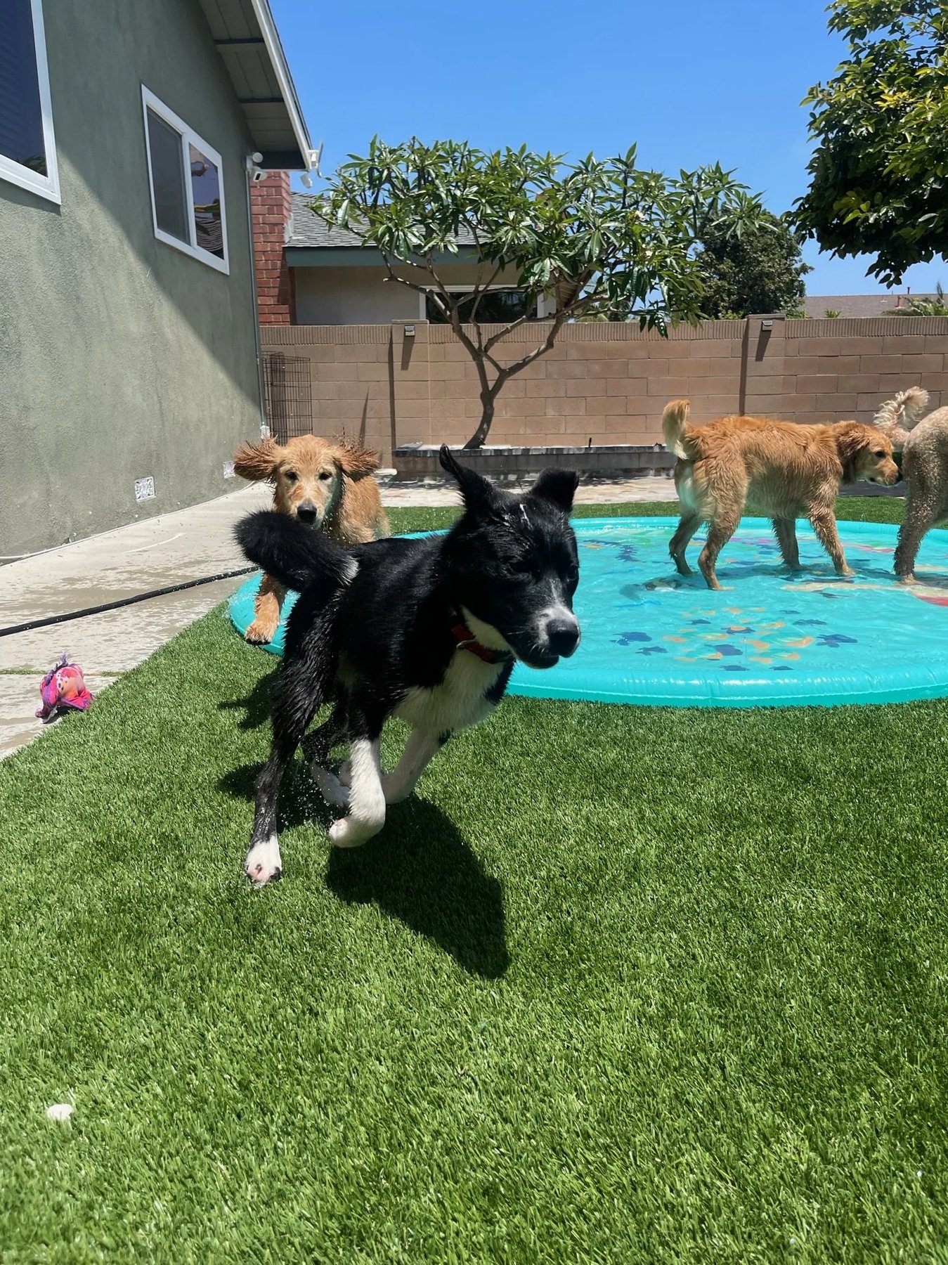 Ultimutt Pup Academy