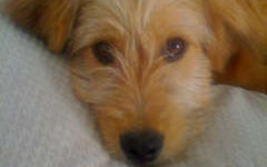 Good Dog Dog Training